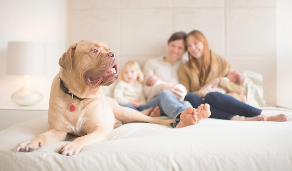 family dog bed newborn Dog smiles while a family holds their newborn baby in this photo